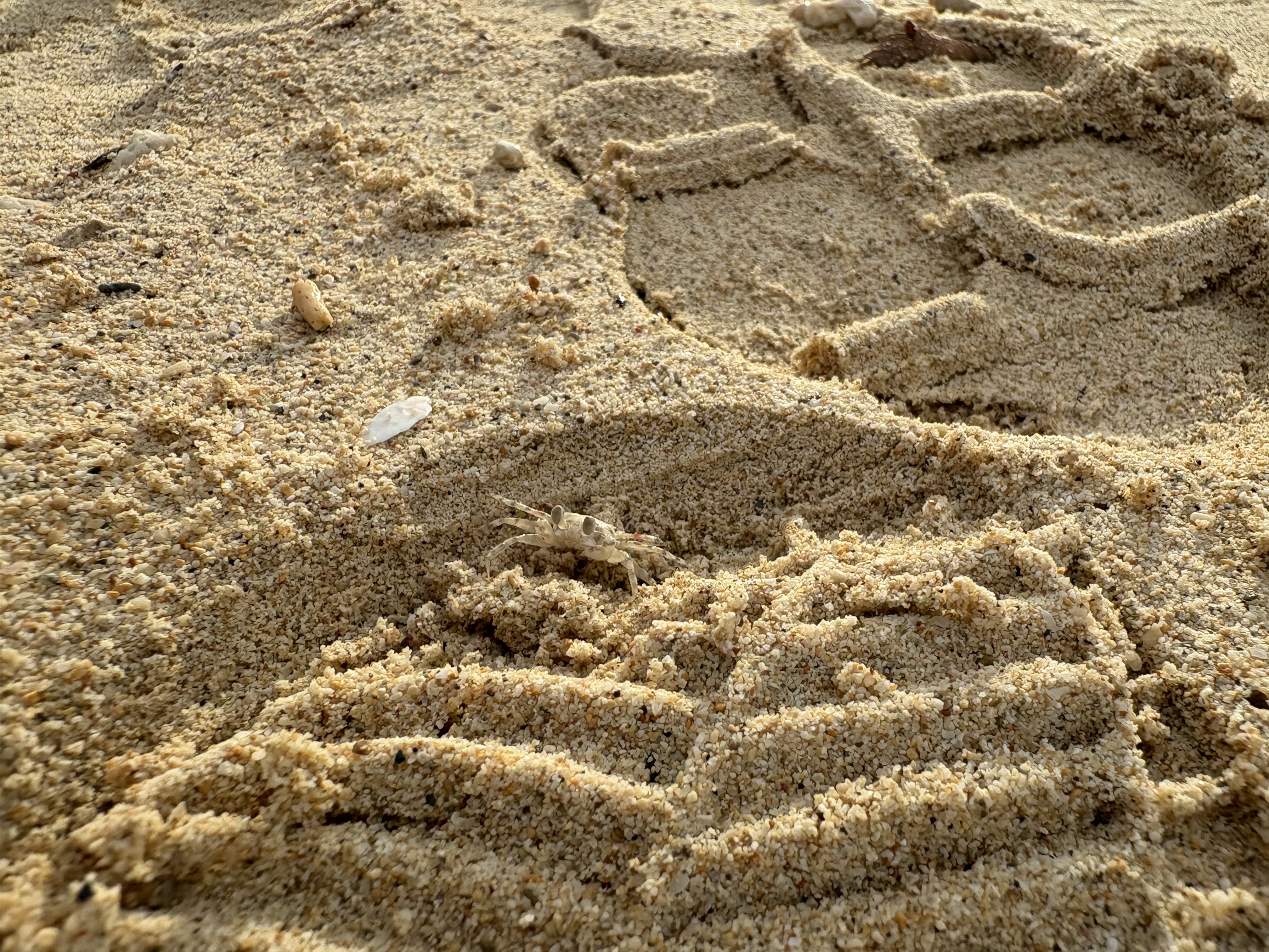 カニ見つけてみてね