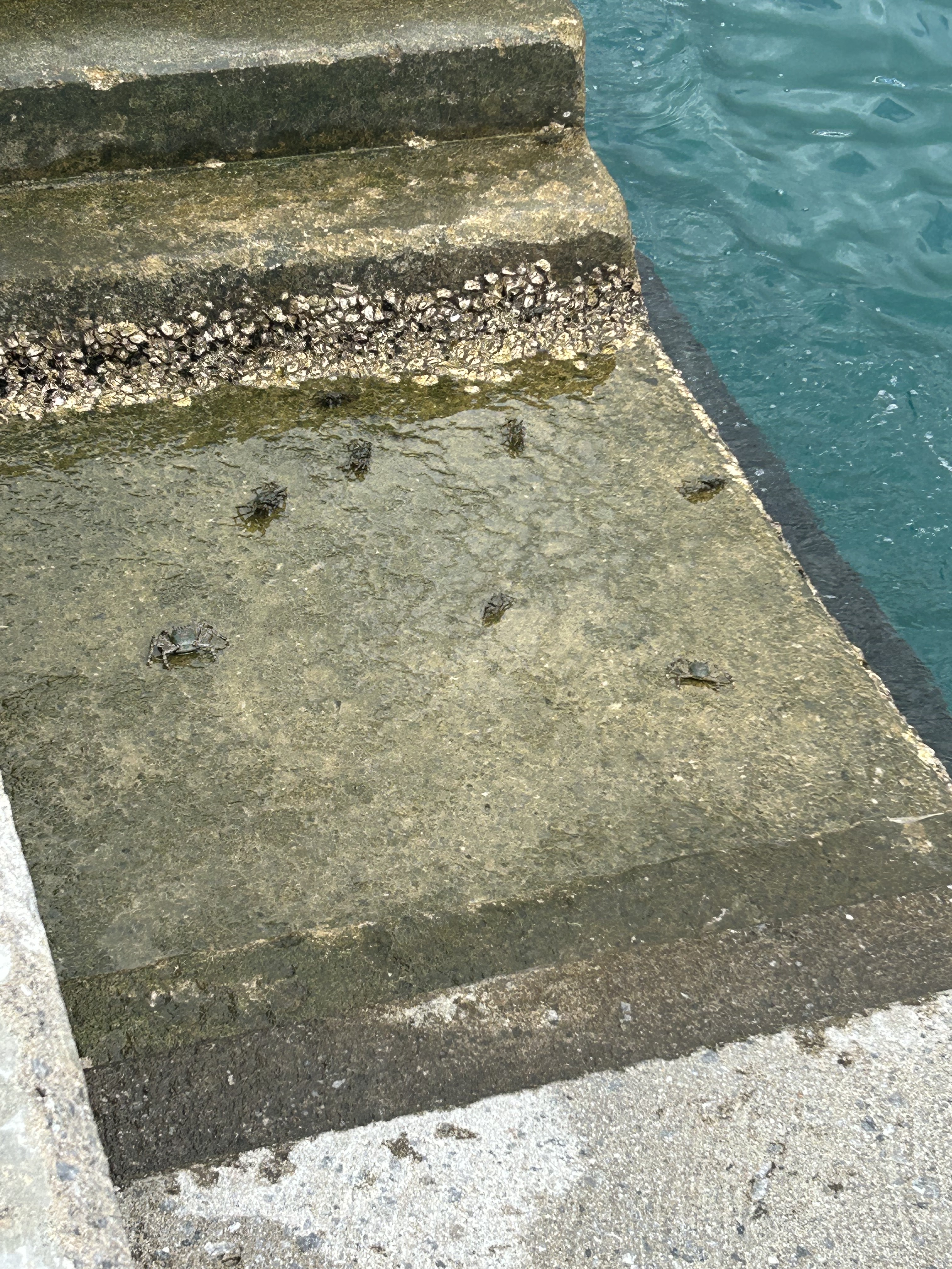 ﾁｮｷﾁｮｷ🦀