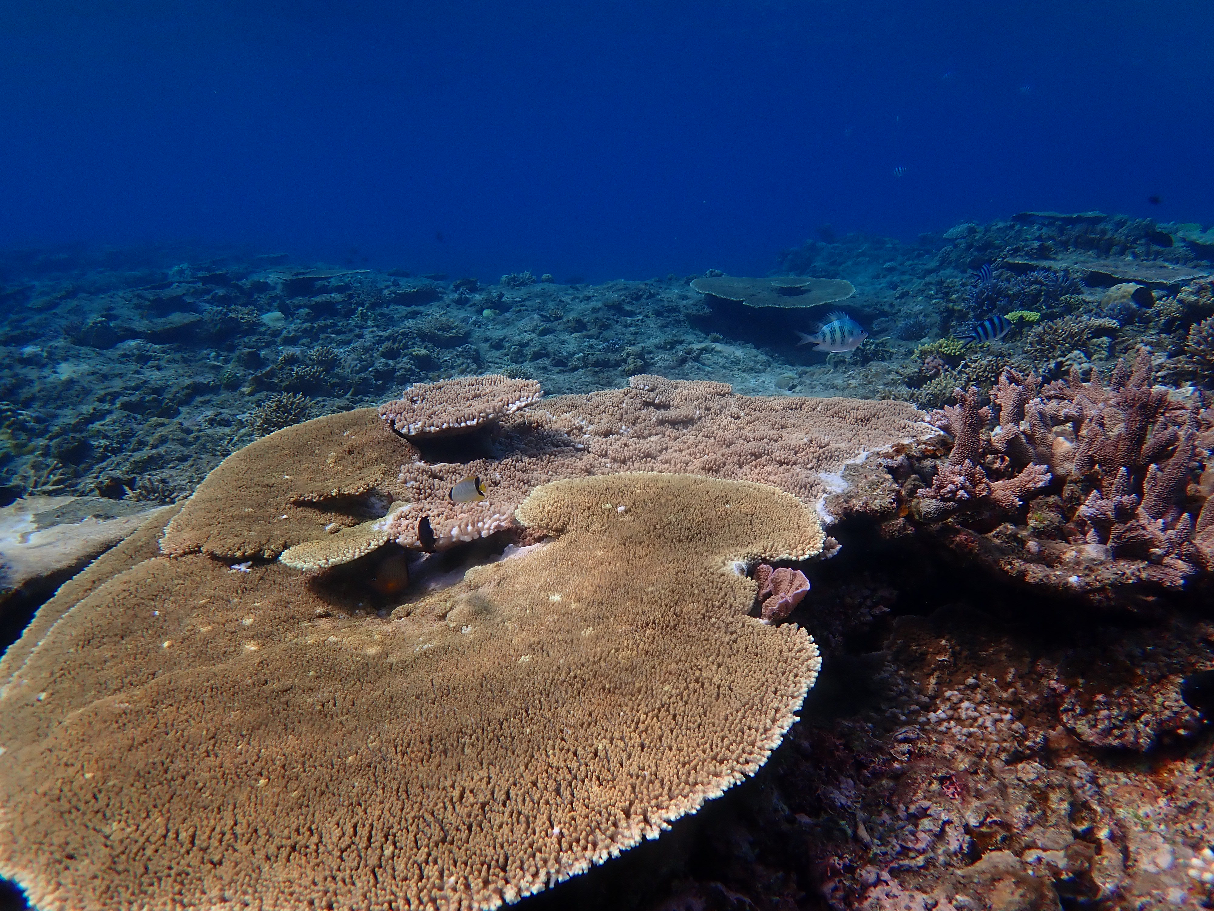 今期のスノーケルは終わり？