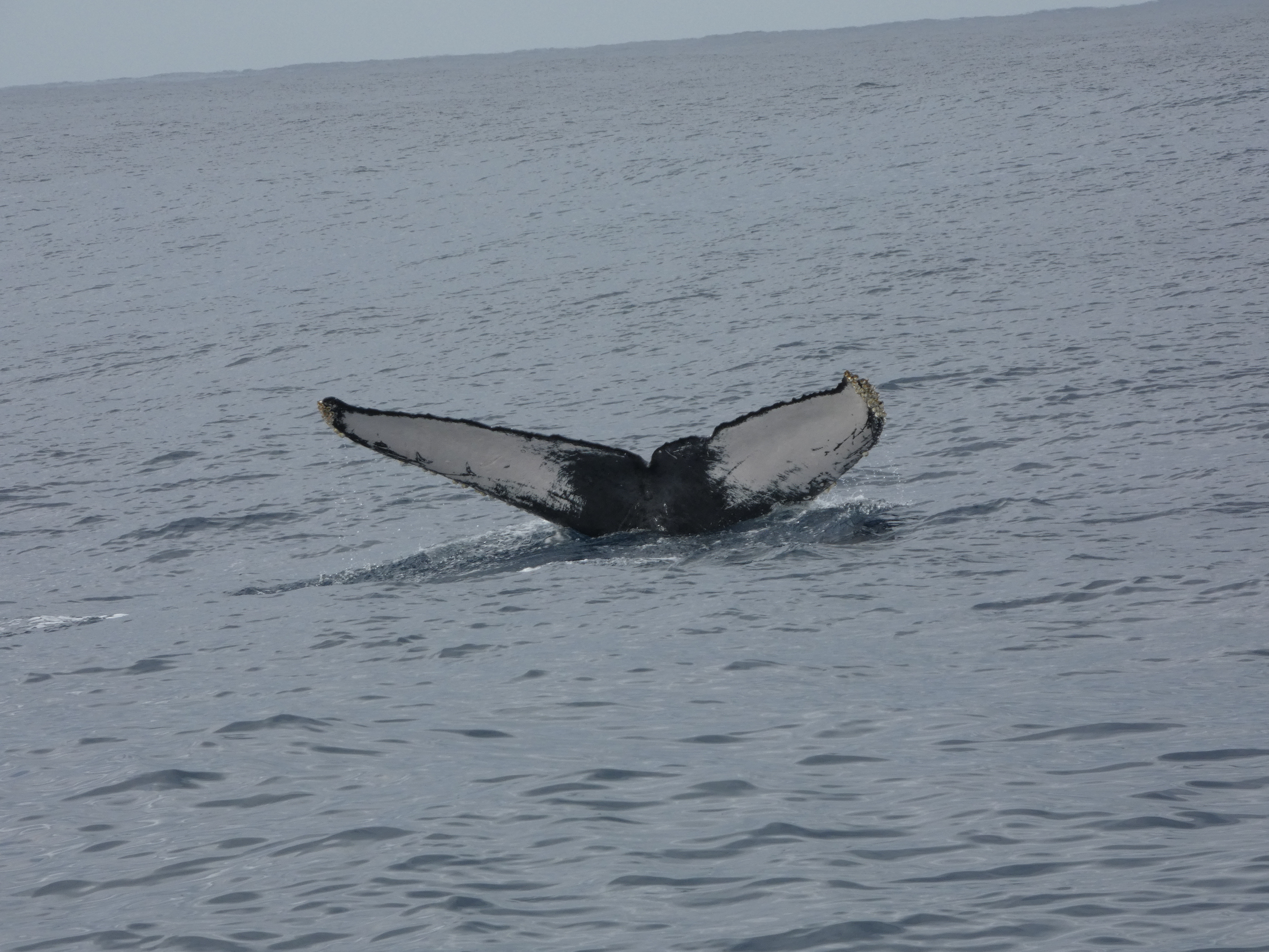 ホエール開始！