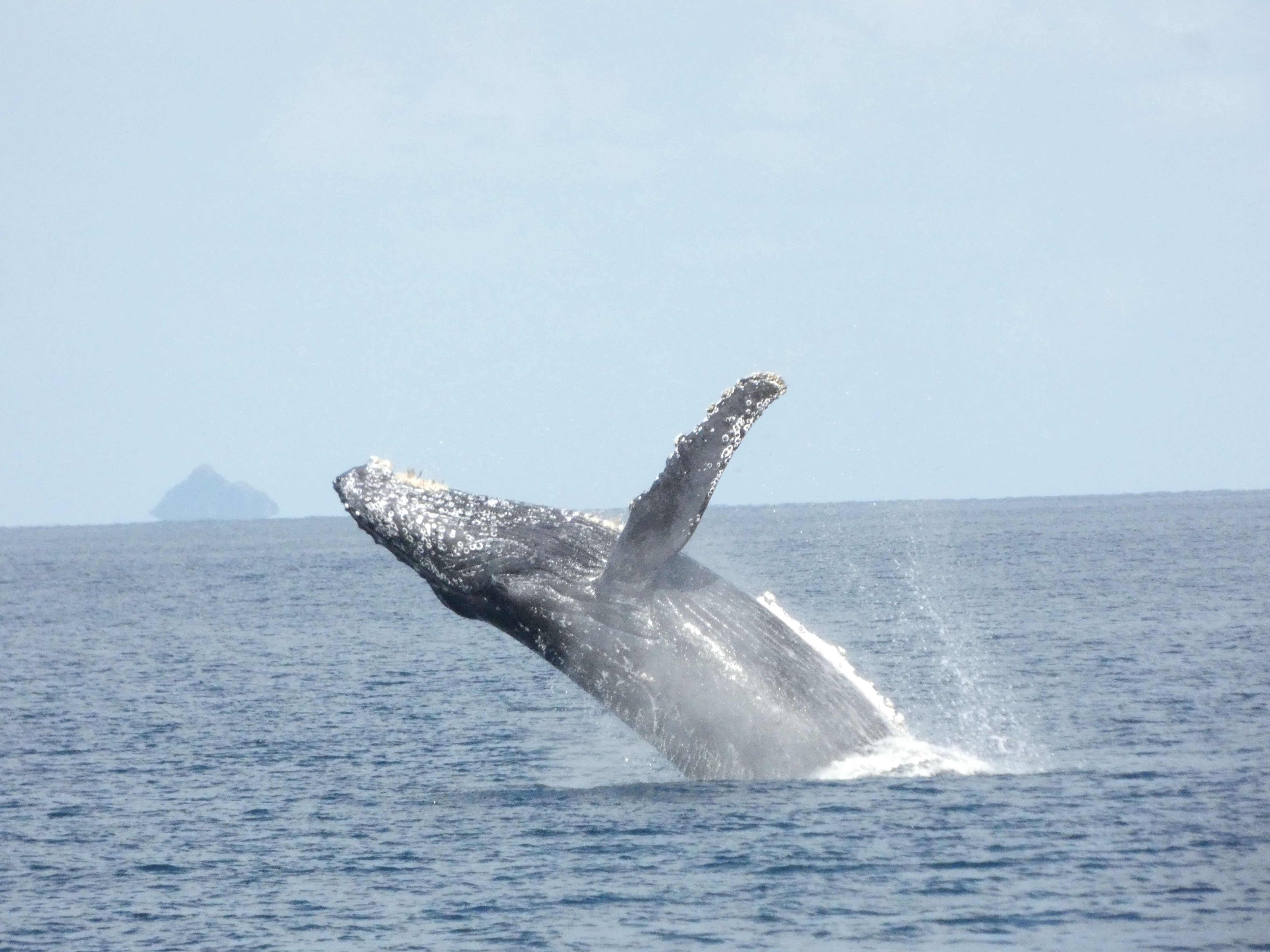 2025/01/27(火)ペトレルのつぶやき