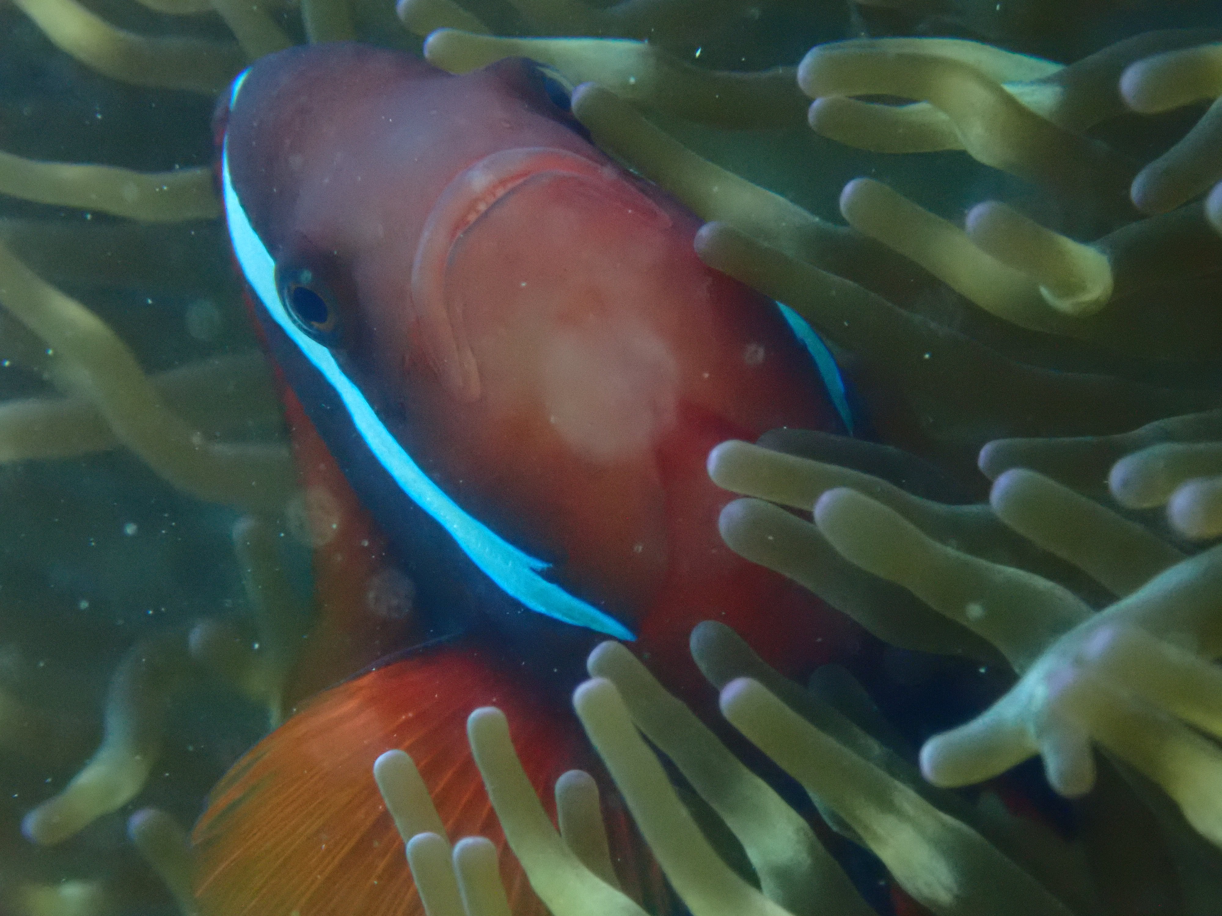 久しぶりのスノーケル